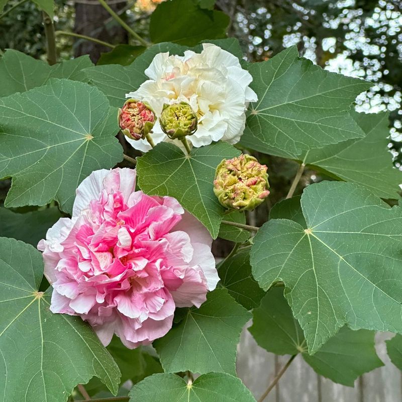 White Morning Blooms Can Blush Deep Pink By Sundown White Morning Blooms Can Blush Deep Pink By Sundown