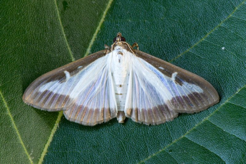 White Moths With Brown Wing Edges Mean Trouble White Moths With Brown Wing Edges Mean Trouble