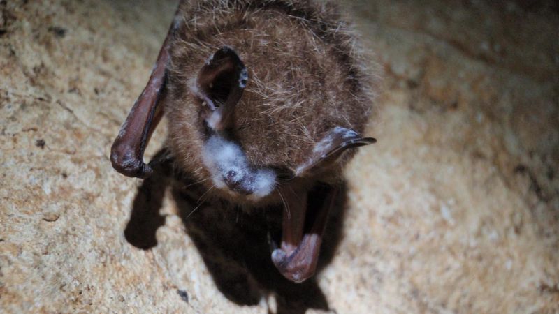 White-Nose Syndrome Has Hit Virginia Bats Hard White-Nose Syndrome Has Hit Virginia Bats Hard