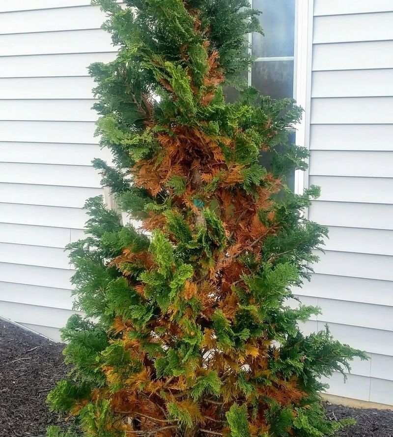 White Pines And Arborvitae Shed Especially Noticeable Amounts
