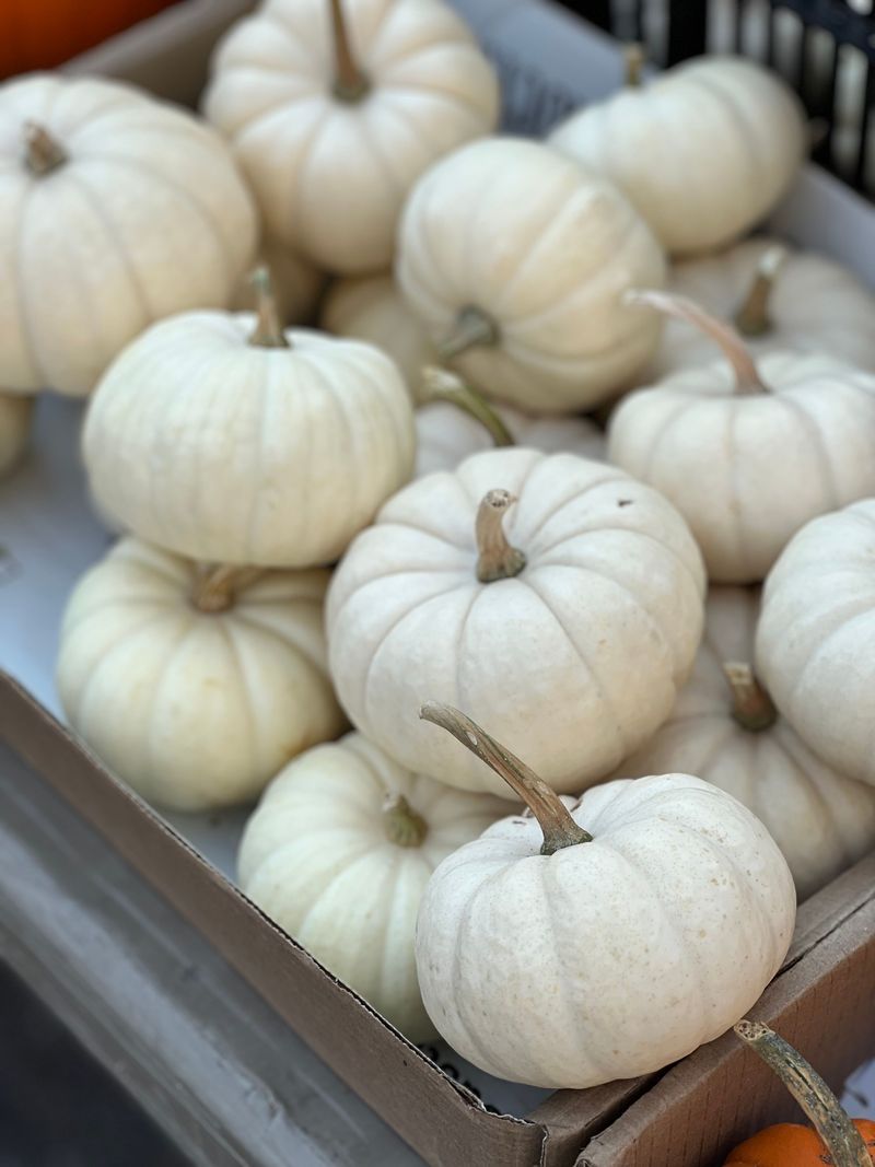 White Pumpkins For A Modern Look