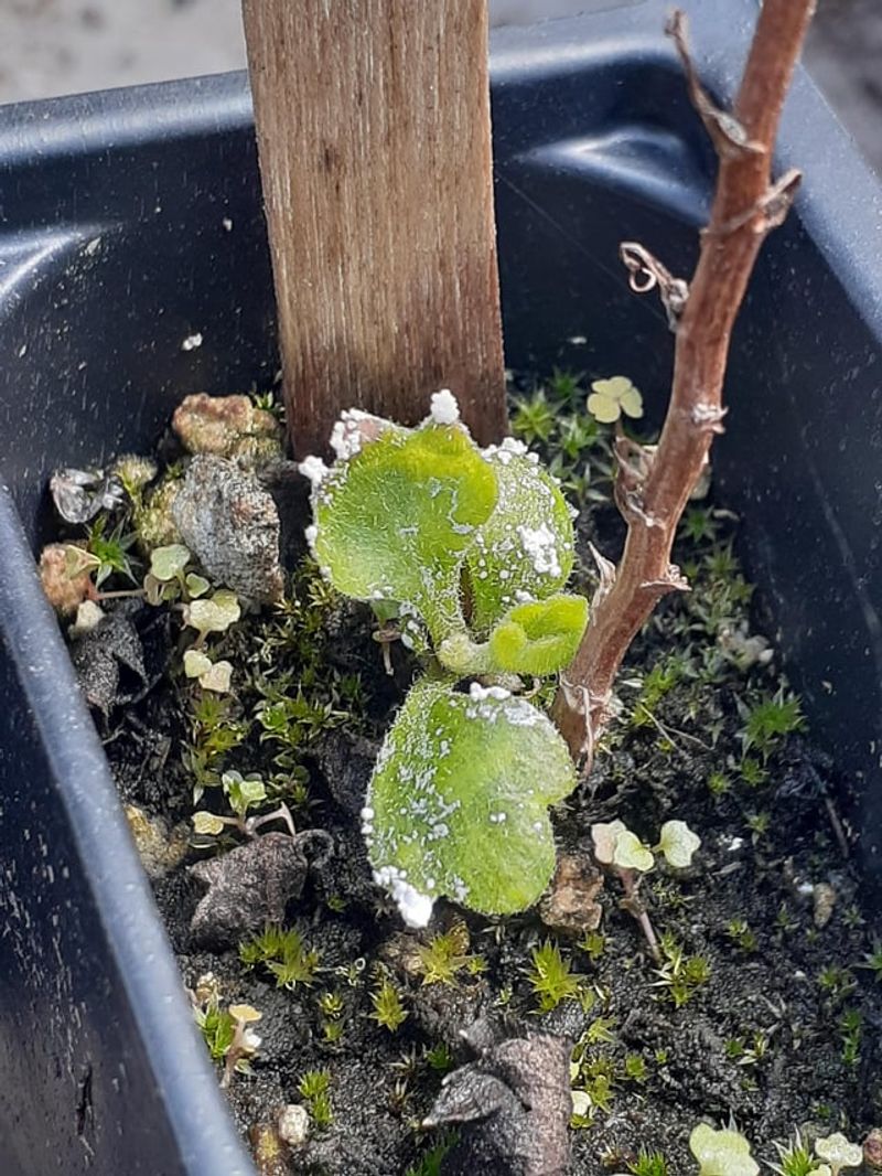 White Pustules Develop On The Undersides Of Infected Leaves White Pustules Develop On The Undersides Of Infected Leaves