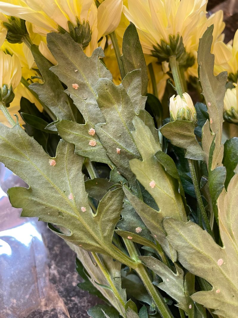 White Rust Is A Fungal Disease That Affects Chrysanthemums White Rust Is A Fungal Disease That Affects Chrysanthemums