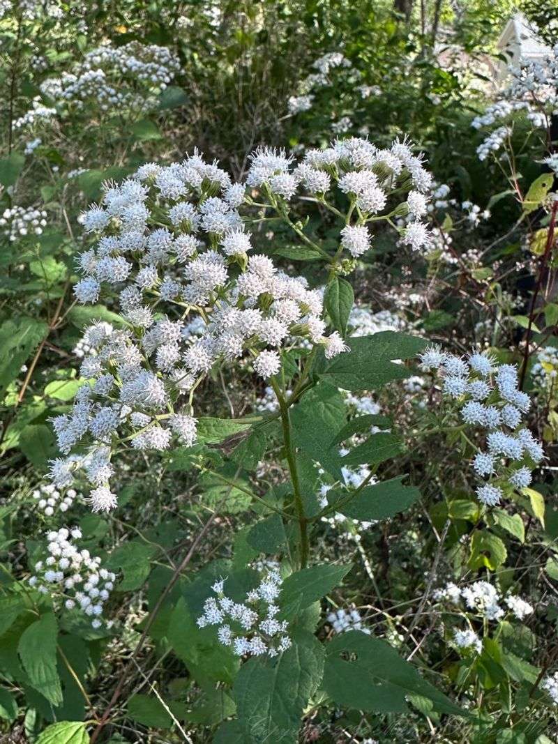 White Snakeroot Has A Dark History White Snakeroot Has A Dark History