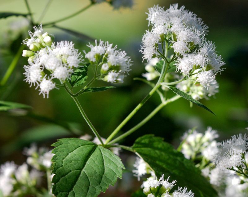 White Snakeroot Hides A Dark Pioneer Secret White Snakeroot Hides A Dark Pioneer Secret
