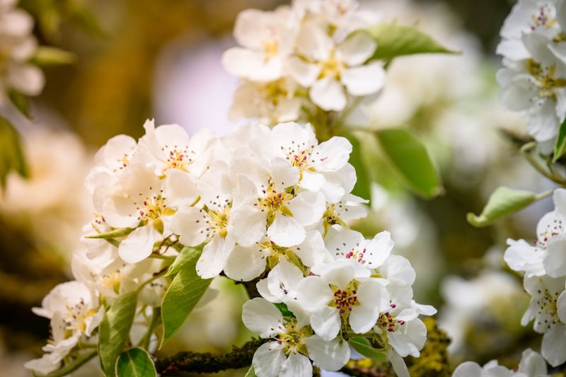 White Spring Blossoms Make Callery Pears Easy To Find Twice A Year