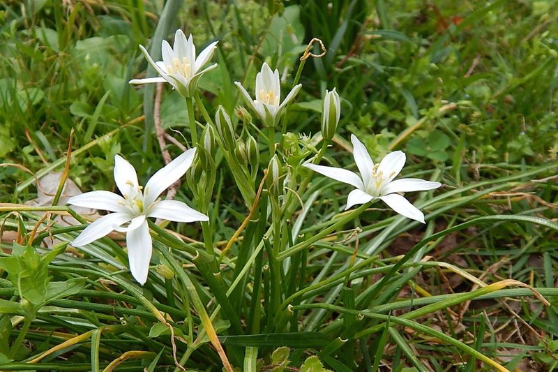 White, Star-Shaped Flowers Show Up In Spring