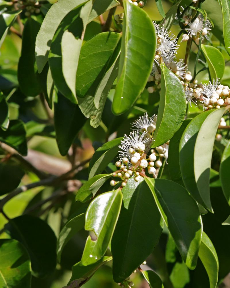 White Stopper Brings Native Greenery To Small Lots
