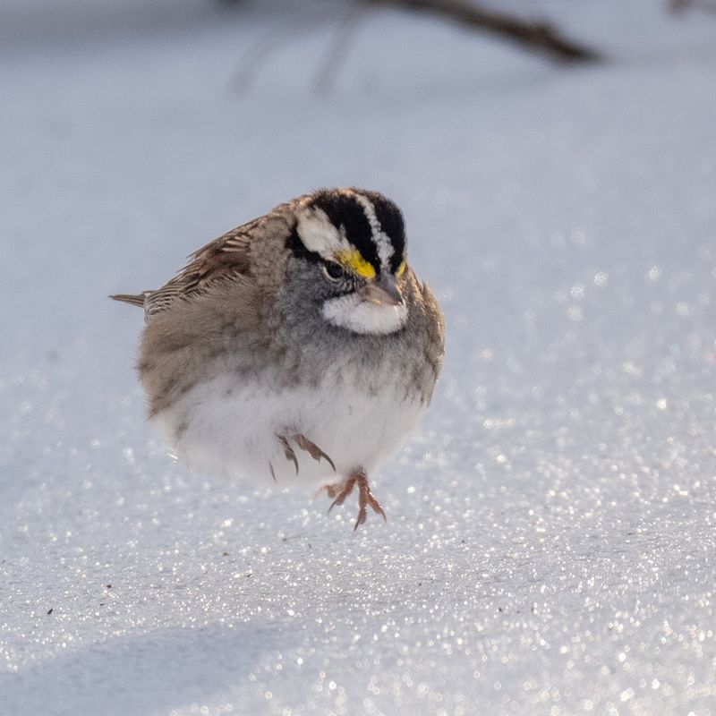 White-Throated Sparrow