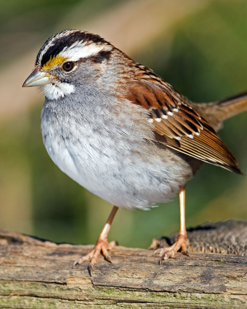 White-Throated Sparrow