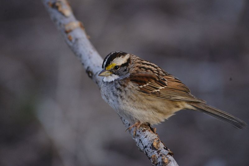 White-Throated Sparrows Move In By The Hundreds White-Throated Sparrows Move In By The Hundreds