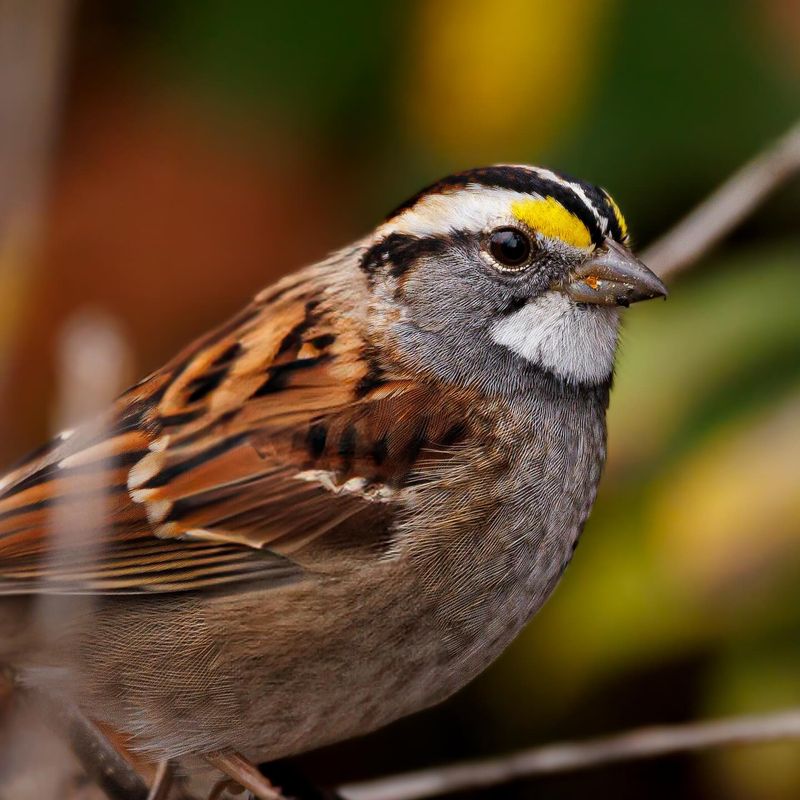 White Throats And Yellow Spots Near The Eyes Help Identify Them