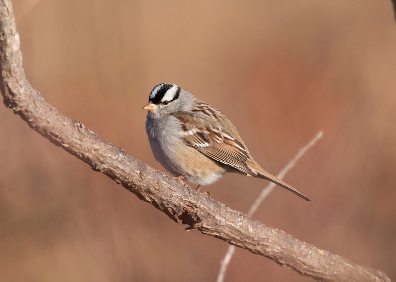 White-crowned Sparrow