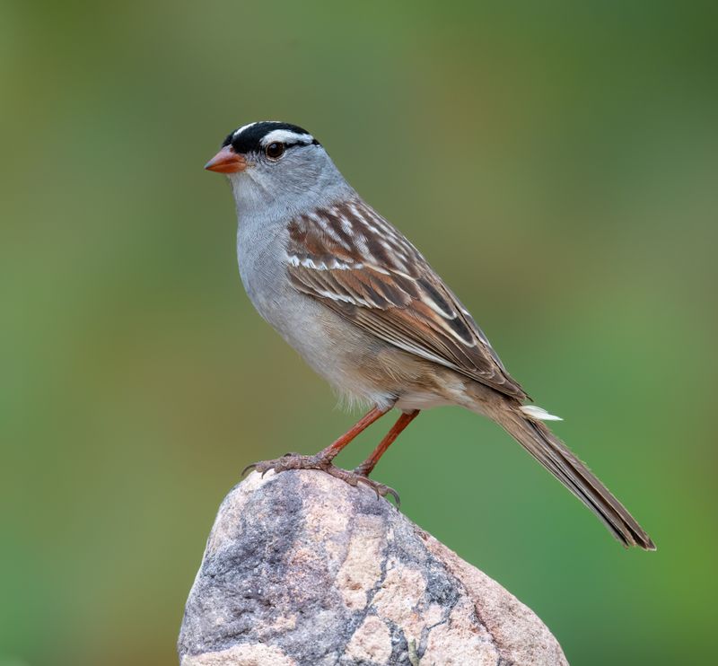 White-crowned Sparrow