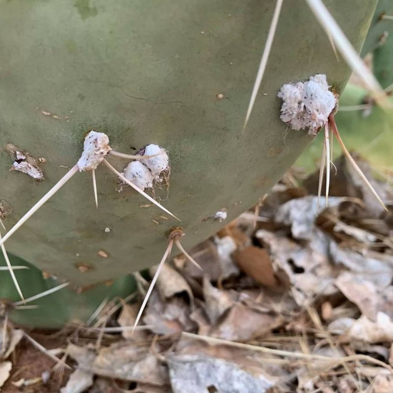 White marks do not confirm cochineal