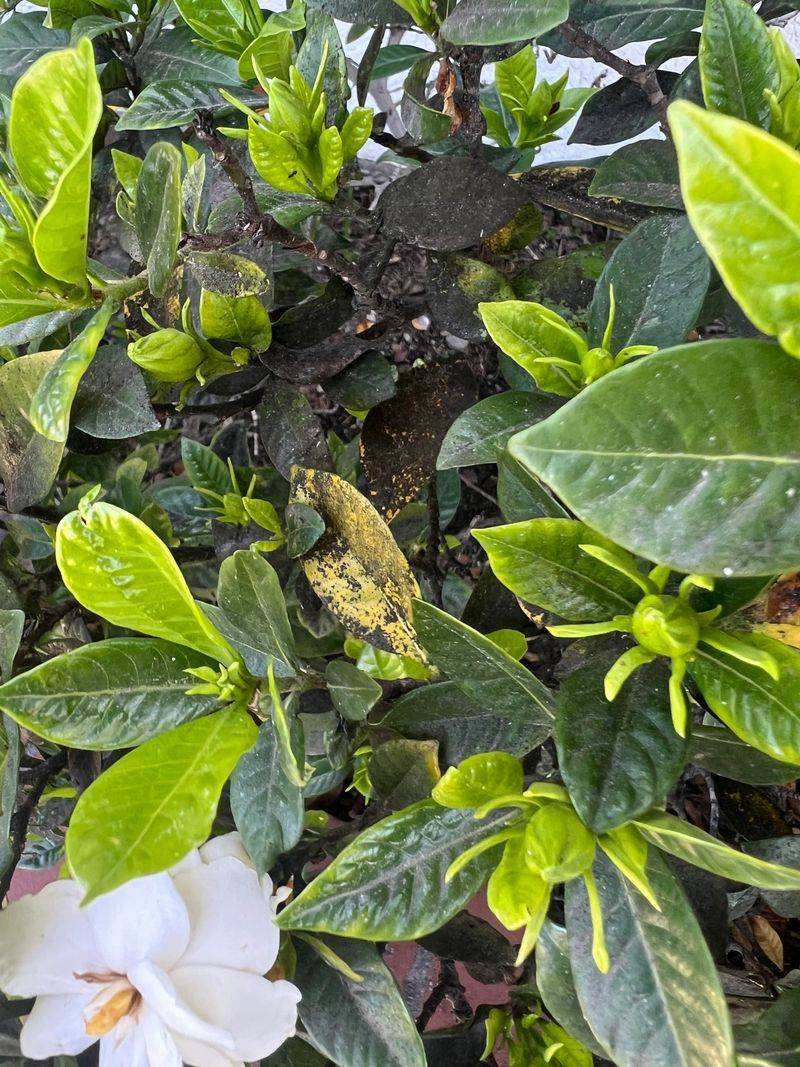 Whiteflies And Scale Often Hide On Leaf Undersides