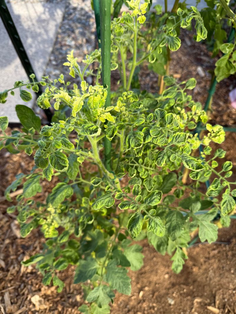 Whiteflies Can Spread Tomato Yellow Leaf Curl Virus In Fall