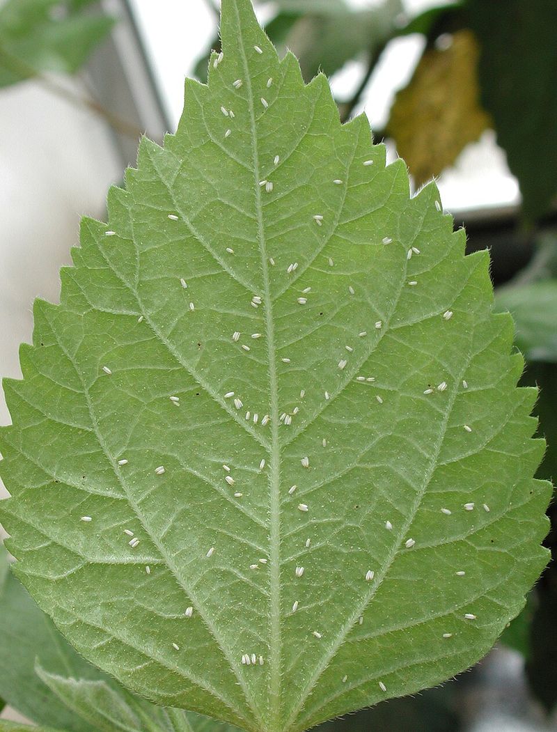 Whiteflies Under The Leaves Whiteflies Under The Leaves