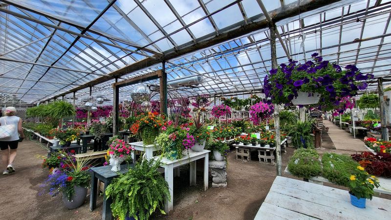 Whiteford Greenhouse, Toledo