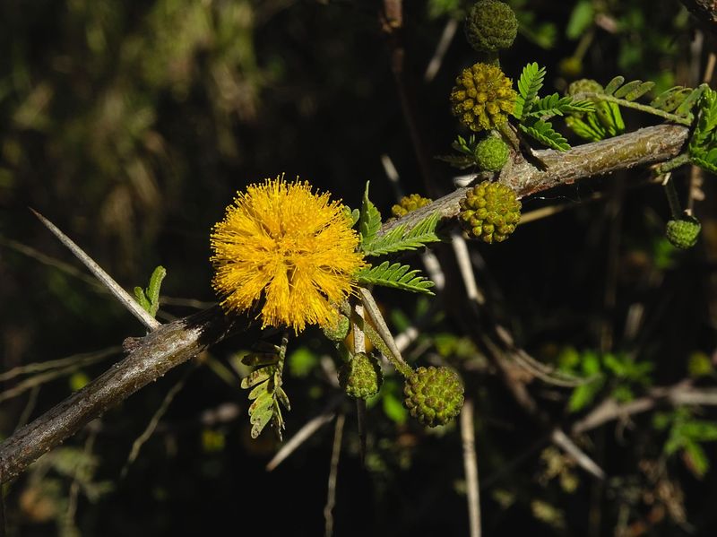 Whitethorn Acacia (Vachellia constricta) Whitethorn Acacia (Vachellia constricta)