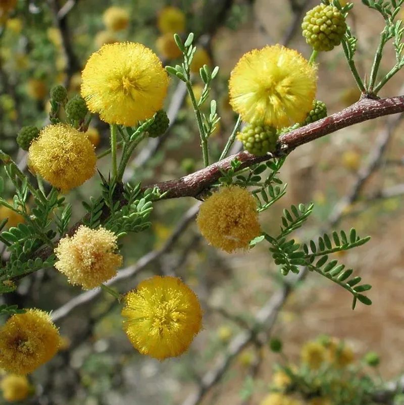 Whitethorn Acacia Whitethorn Acacia