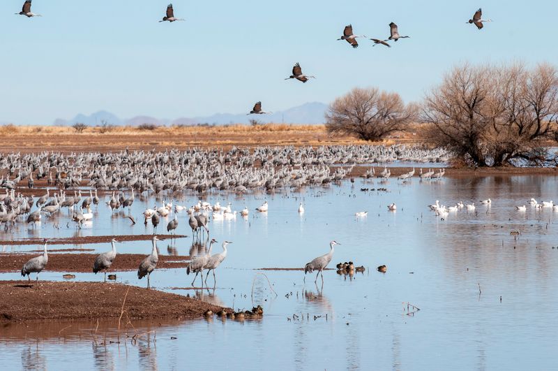 Whitewater Draw anchors a wider wintering network