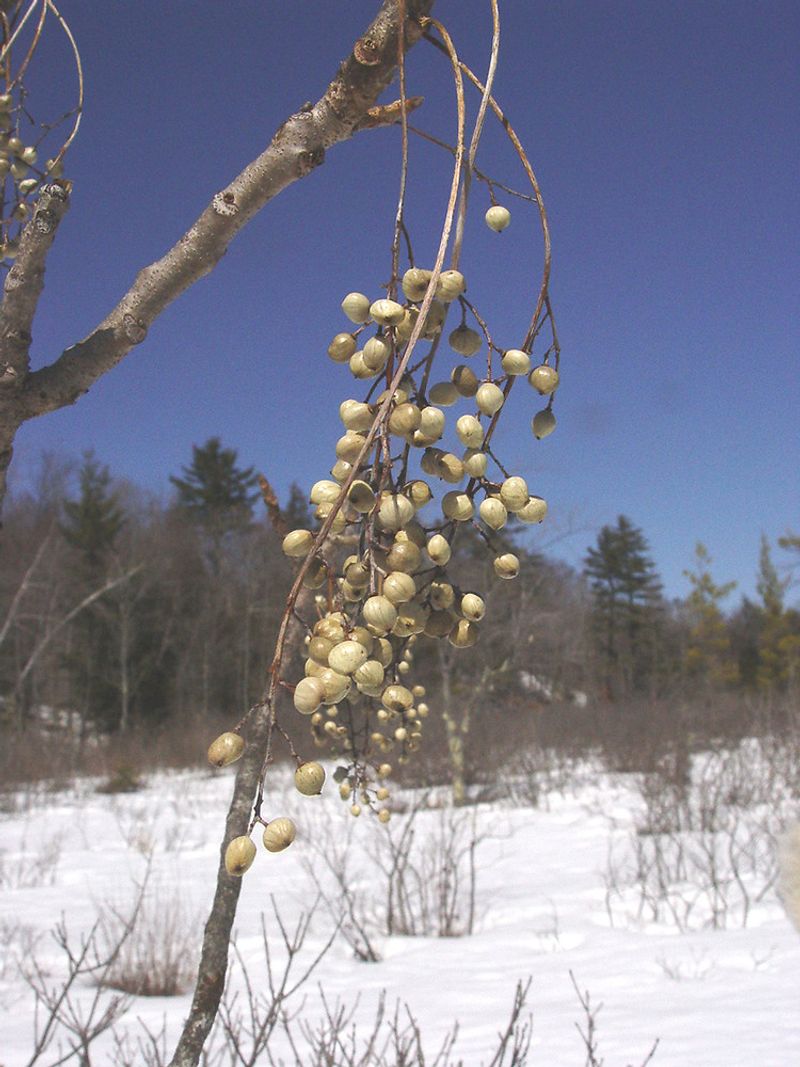 Whitish Berries Hang In Loose, Drooping Clusters