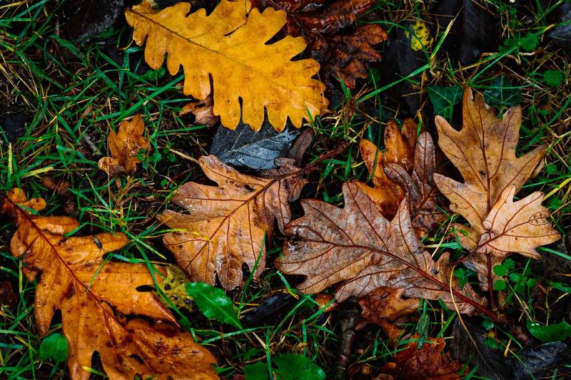 Whole Leaves Left Alone Can Mat Down And Smother Grass