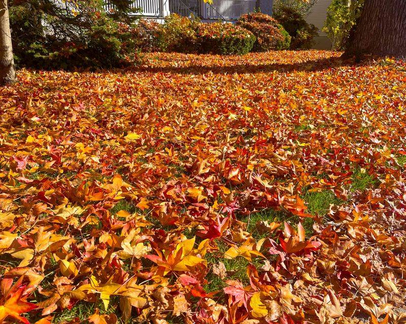 Whole Leaves Left On Grass Can Smother It