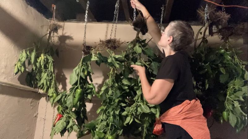 Whole Plants Hung In A Garage For Extra Ripening Whole Plants Hung In A Garage For Extra Ripening