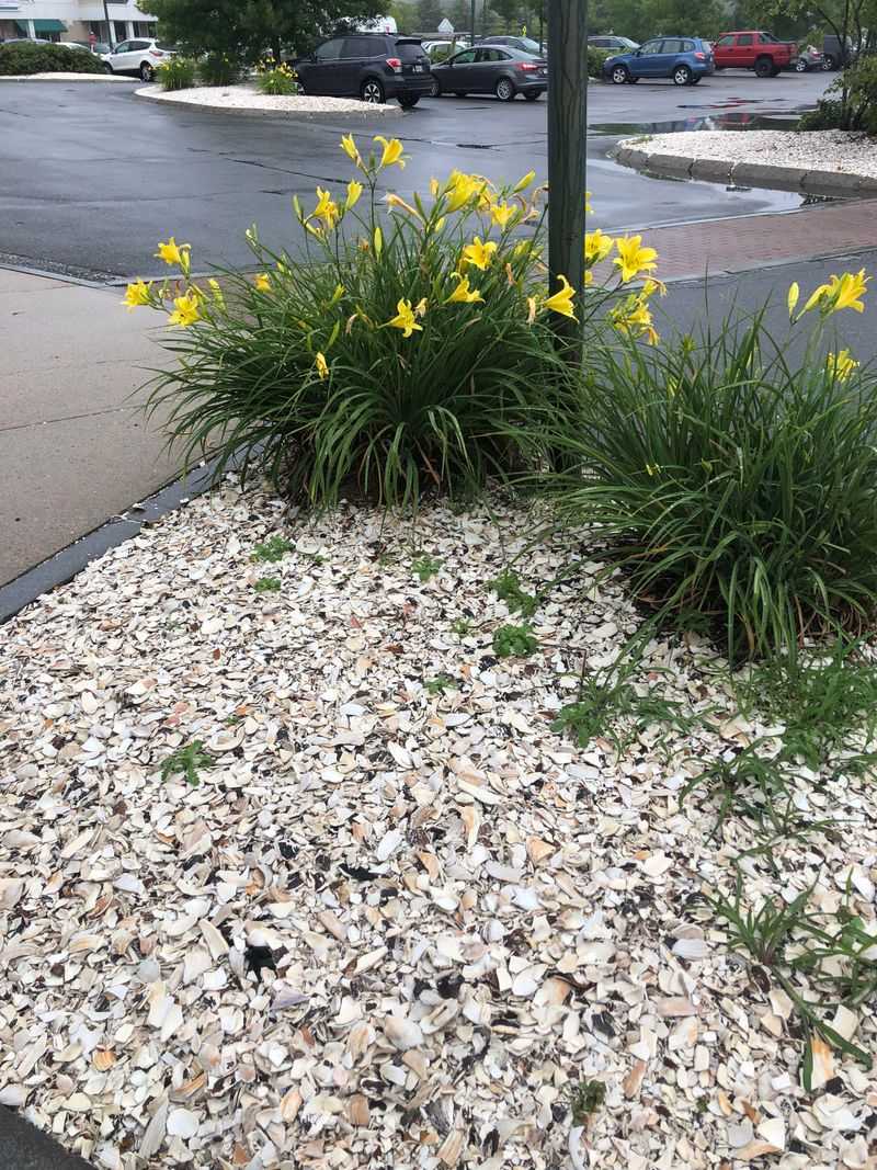 Whole Shells Make A Charming, Long-Lasting Mulch Whole Shells Make A Charming, Long-Lasting Mulch