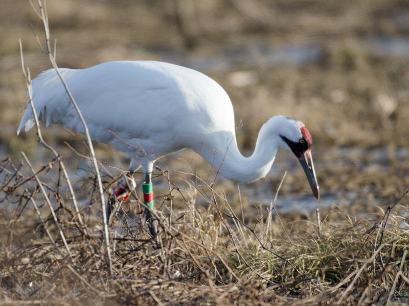 Whooping Crane