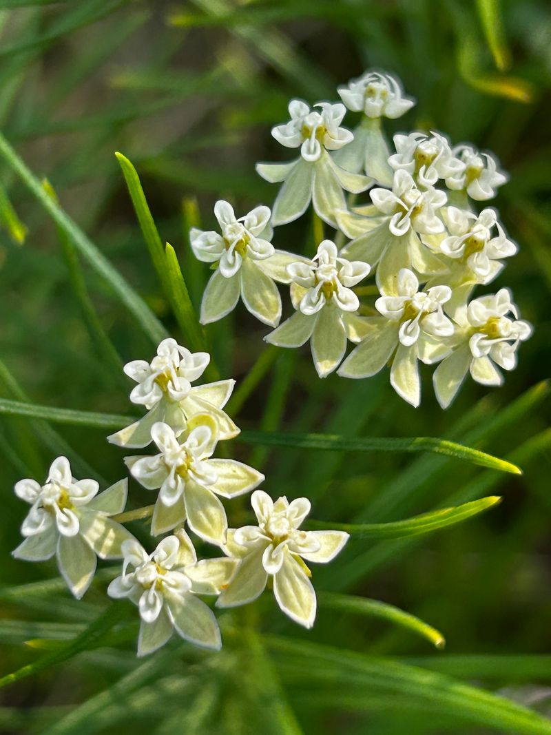 Whorled Milkweed Whorled Milkweed
