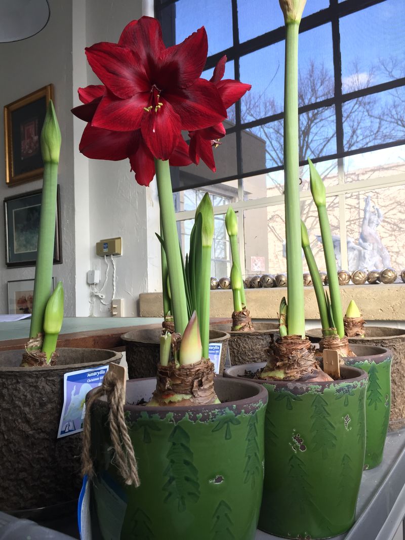 Why Amaryllis Can't Stay Outside