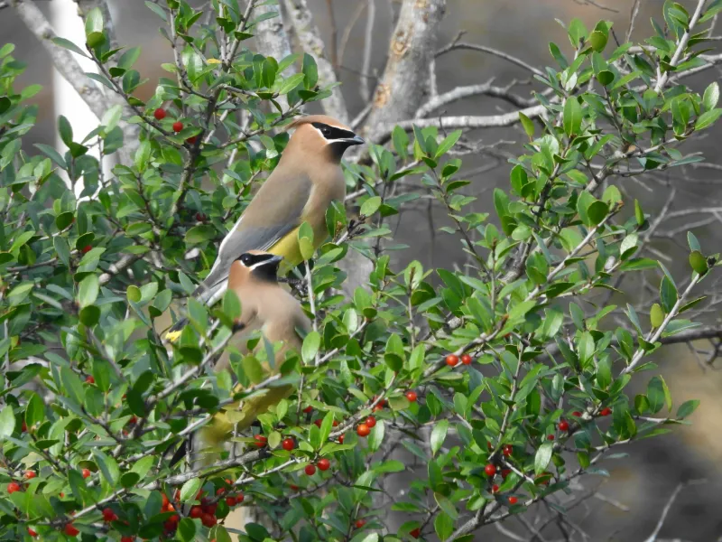 Why Birds Go Wild For Yaupon Berries