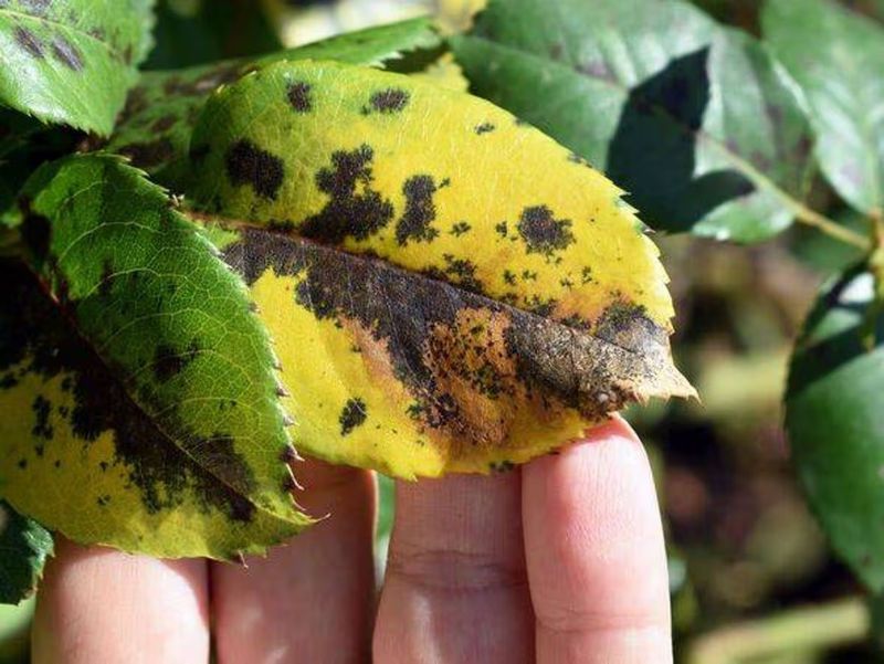 Why Black Spot Flares Up In Fall