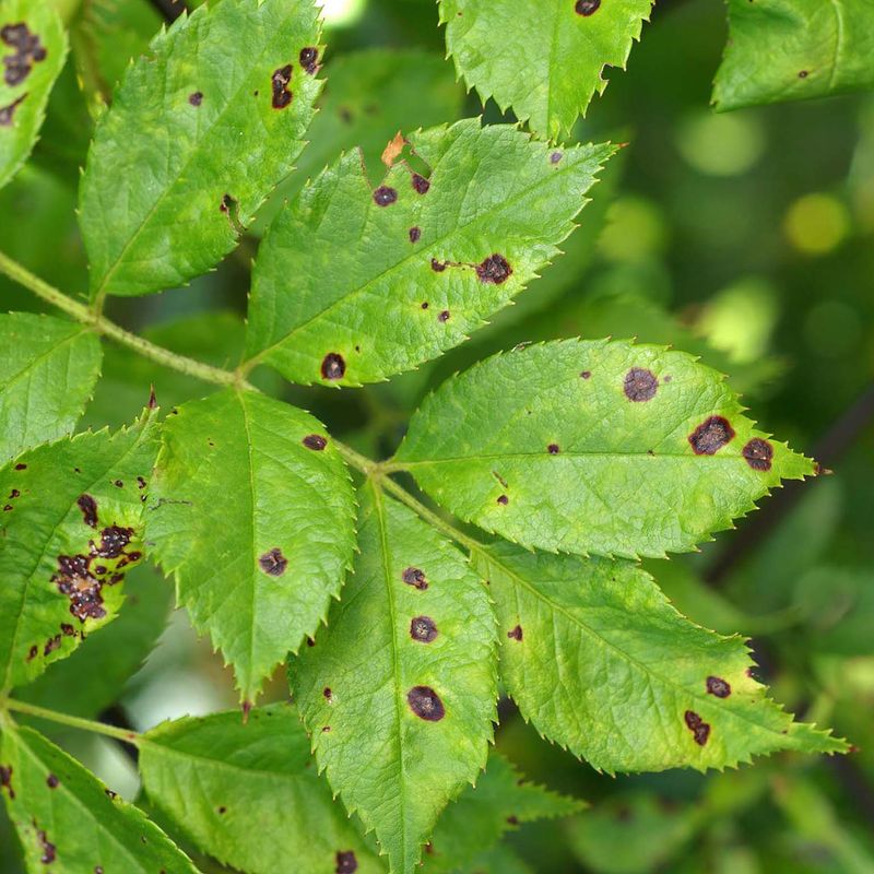 Why Black Spot Lingers Into Next Year