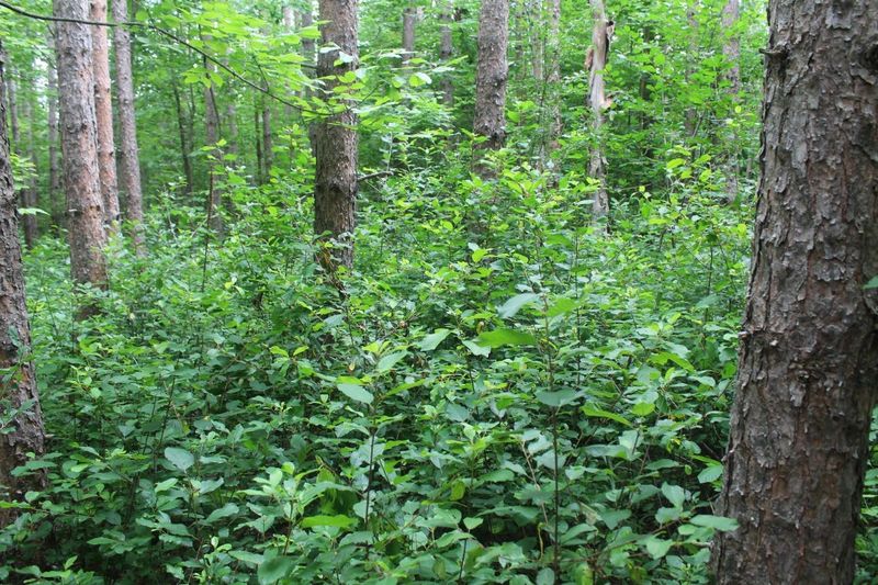 Why Buckthorn Wins The Shade Game In Michigan