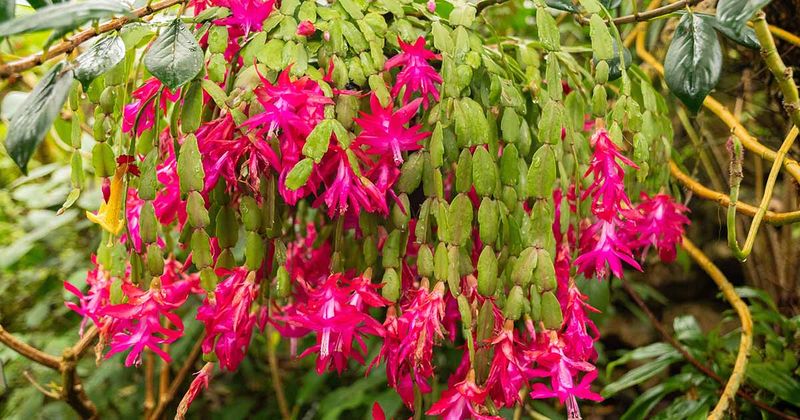 Why Cool California Nights Help Your Christmas Cactus Bloom