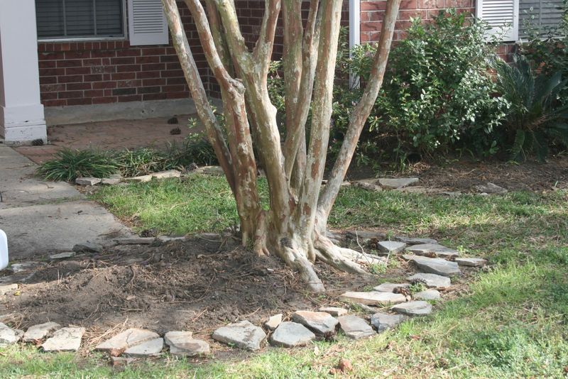 Why Crape Myrtles Need Extra Protection Here