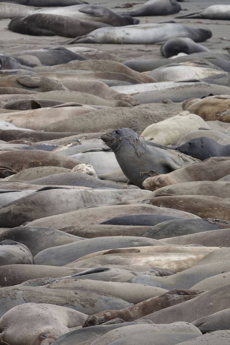 Why Distance Matters For Resting Seals Why Distance Matters For Resting Seals