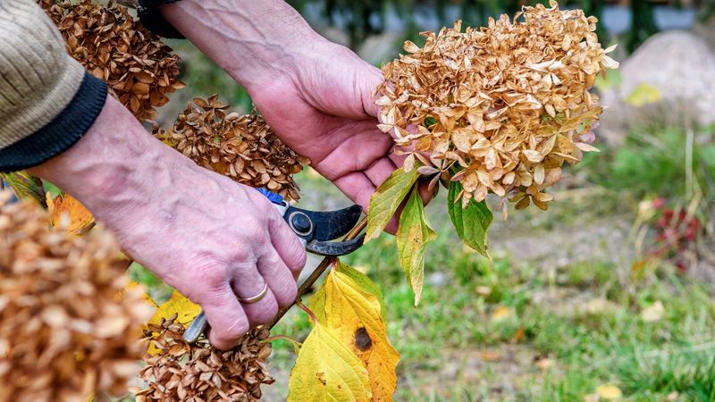Why Early Autumn Is The Wrong Time To Prune