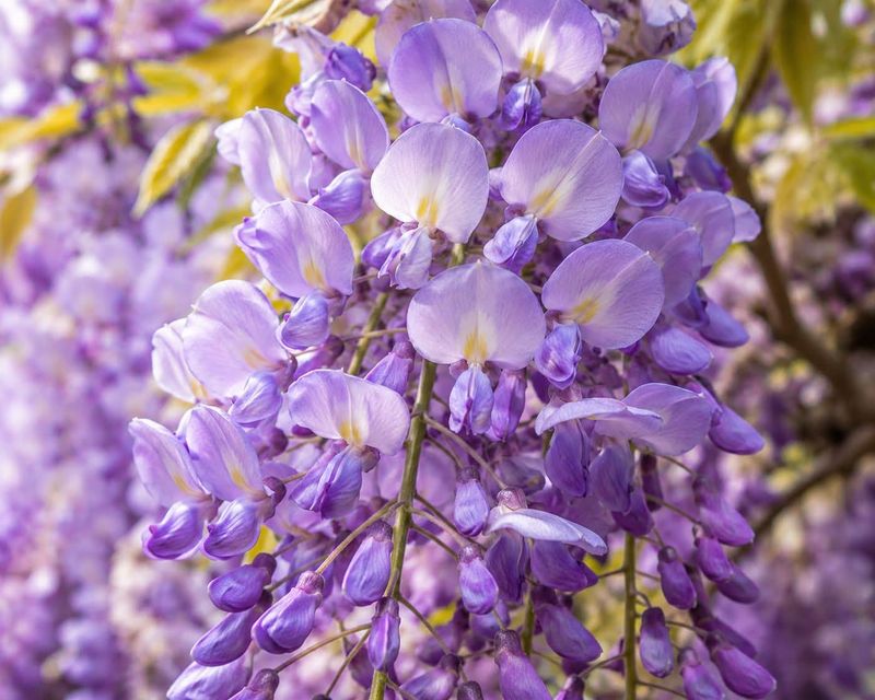 Why Everyone Falls For Those Purple Blooms