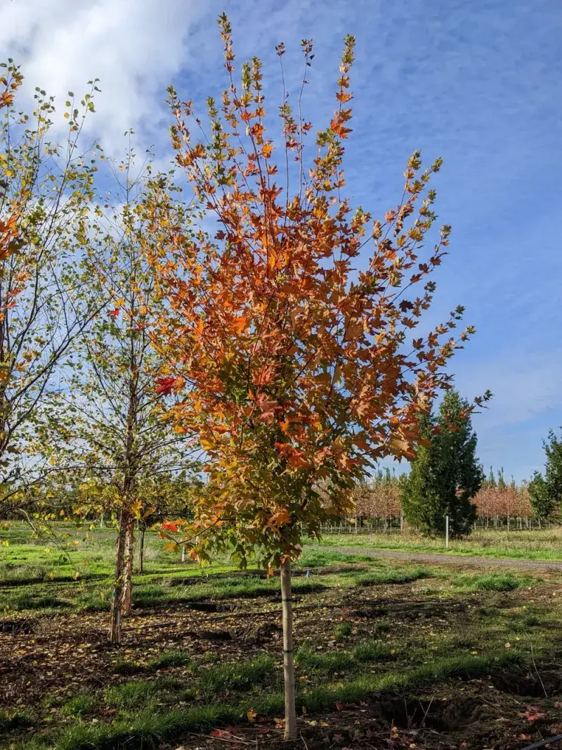 Why Fall Beats Spring For Planting
