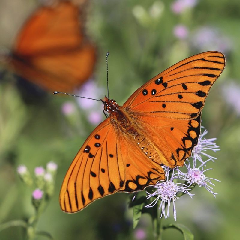 Why Fall Brings So Many To Texas Yards Why Fall Brings So Many To Texas Yards