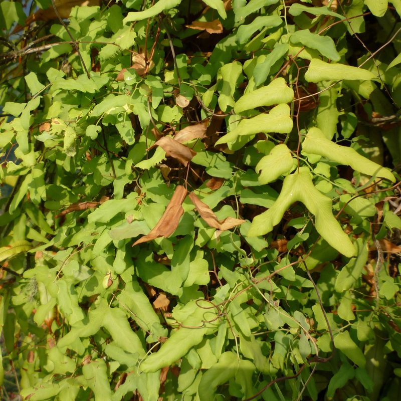Why Fall Is A Good Time To Check For Spores