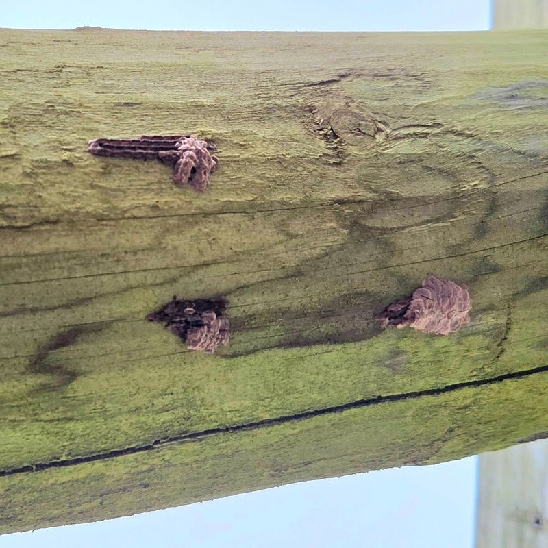Why Fall Is Egg-Laying Season