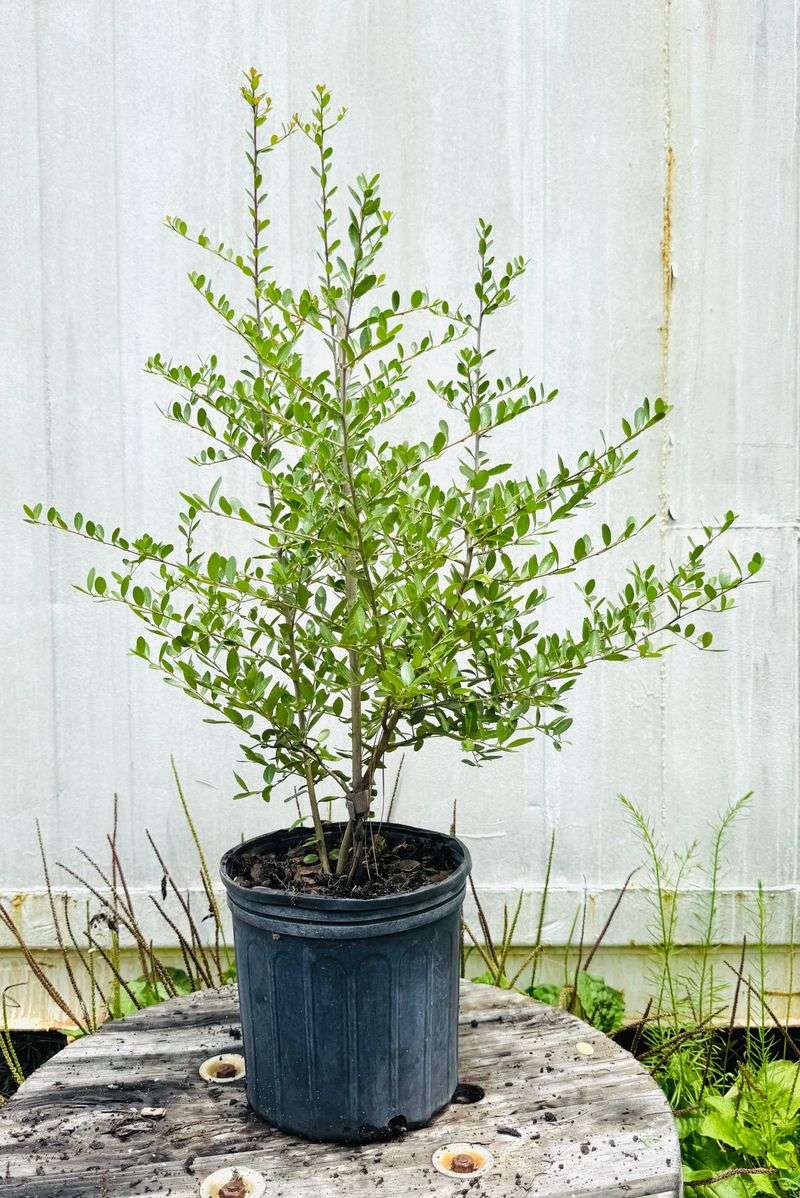 Why Fall Planting Works Best In Florida