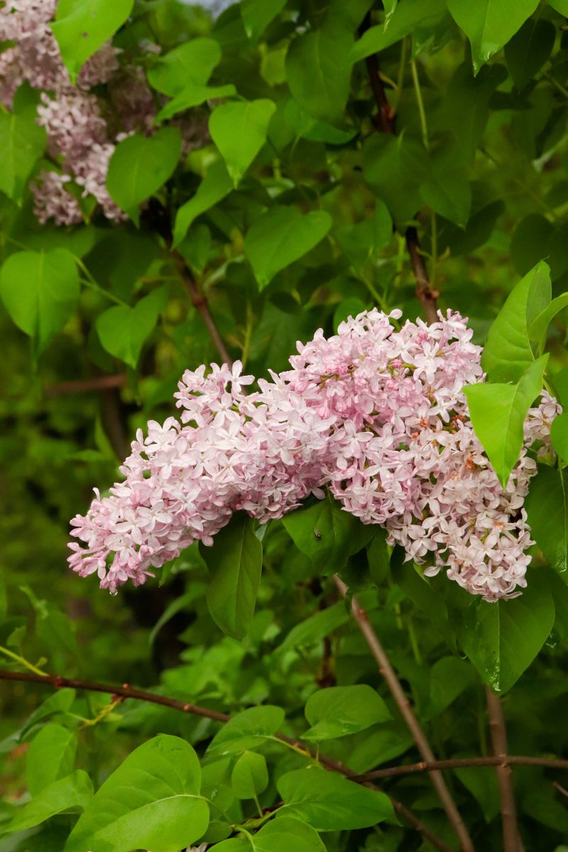 Why Fall Pruning Costs You Spring Blooms
