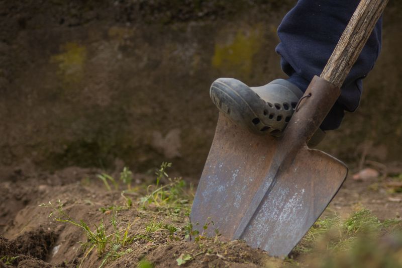 Why Filling In A Burrow Causes Problems Why Filling In A Burrow Causes Problems